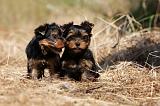 YORKSHIRE TERRIER 477